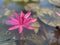 Pink lotus flowers are used to offer monks. Or used to decorate in a vase