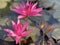 Pink lotus flowers are used to offer monks. Or used to decorate in a vase