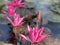 Pink lotus flowers are used to offer monks. Or used to decorate in a vase