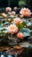 Pink lotus flowers on the water\\\'s surface with sunlight highlighting their petals