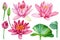 Pink lotus flowers on white background, watercolor drawing, floral clipart