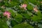 Pink lotus among green grass