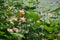 Pink lotus among green grass