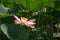 Pink lotus among green grass
