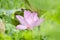 Pink Lotus with green leaf