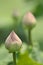 Pink lotus in green leaves nature