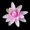 Pink Lotus isolated