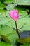 Pink Lotus in a lake