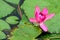 Pink Lotus in a lake