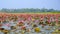 Pink Lotus in lake at thale noi