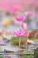 Pink Lotus in lake at thale noi