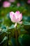 Pink lotus and leaves