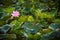 Pink lotus and leaves