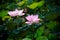 Pink lotus and leaves