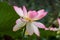 Pink Lotus Nelumbo flowers in the water. Pink lotuses are delicate and beautiful flowers, a sacred plant