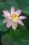 Pink Lotus Nelumbo flowers in the water. Pink lotuses are delicate and beautiful flowers, a sacred plant