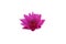 Pink lotus with petals nibbled by insects. Lotus flower. Isolated on background