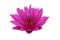 Pink lotus with petals nibbled by insects. Lotus flower. Isolated on background