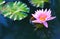 Pink lotus.Pink lotus blossoms or water lily flowers blooming on pond .