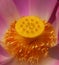 Pink lotus pollen