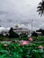 Pink Lotus at Presidential Palace