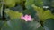 A pink lotus is sheltered by many leaves in pond