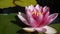 Pink Lotus Water Lily Flower. Nelumbo nucifera