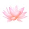 Pink lotus or water lily flower. Vector