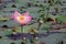 Pink lotus or waterlilly and leaf in the pond