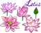 Pink lotuses flowers elements design
