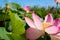 Pink lotuses in green thickets near the river