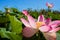 Pink lotuses in green thickets near the river