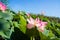 Pink lotuses in green thickets near the river