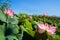 Pink lotuses in green thickets near the river