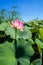 Pink lotuses in green thickets near the river
