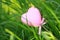 A pink love shaped foam toy gift lying on green grass lawn in summer spring autumn, close up