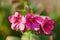 Pink Lungwort