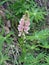 Pink lupin - common flower