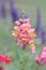 Pink Lupin flower