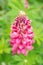 Pink lupine blossom