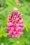 Pink lupine blossom on green nature background