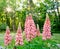 Pink Lupine Flowers Growing in Western Maine