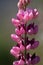 Pink Lupines