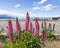 Pink lupines blossoming at the side of the road along Lake Pukaki