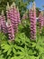 Pink lupins on a bright sunny day