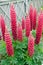 Pink Lupins In Cottage Garden