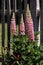 Pink Lupins flowering in a garden near Ardingly