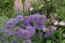 Pink Lupins and Purple Allium