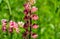 Pink Lupinus or lupine flower close-up with natural green background. Lupin nice pink color