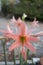 Pink lycoris amaryllis